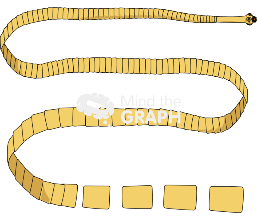 Taenia solium body full Icons, Symbols, Pictures, and Images