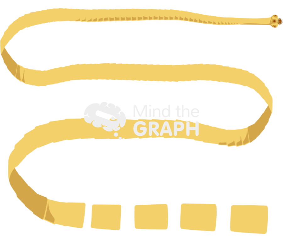 Taenia solium body full Icons, Symbols, Pictures, and Images