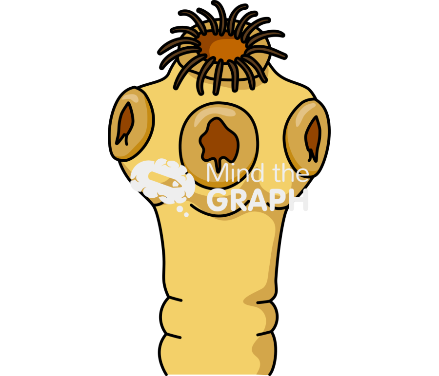 Taenia solium head Icons, Symbols, Pictures, and Images