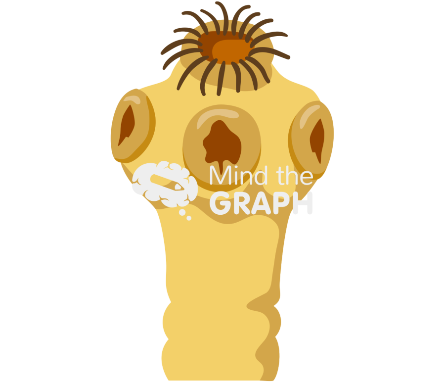 Taenia solium head Icons, Symbols, Pictures, and Images