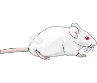 Tail imputation rat balbc - Edit and Customize Icons of Tail imputation rat balbc Tail imputation rat balbc Icons, Symbols, Pictures, and Images