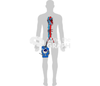 Tandem heart body shape - Edit and Customize Icons of Tandem heart body shape Tandem heart body shape Icons, Symbols, Pictures, and Images