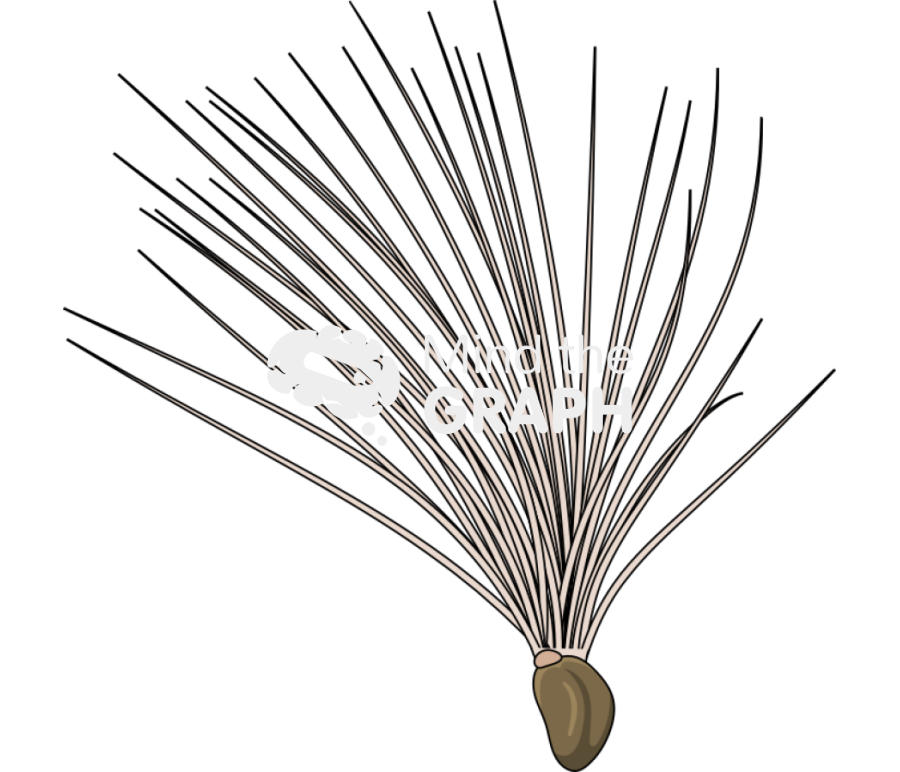 Taraxacum officinale dandelion fruit Icons, Symbols, Pictures, and Images