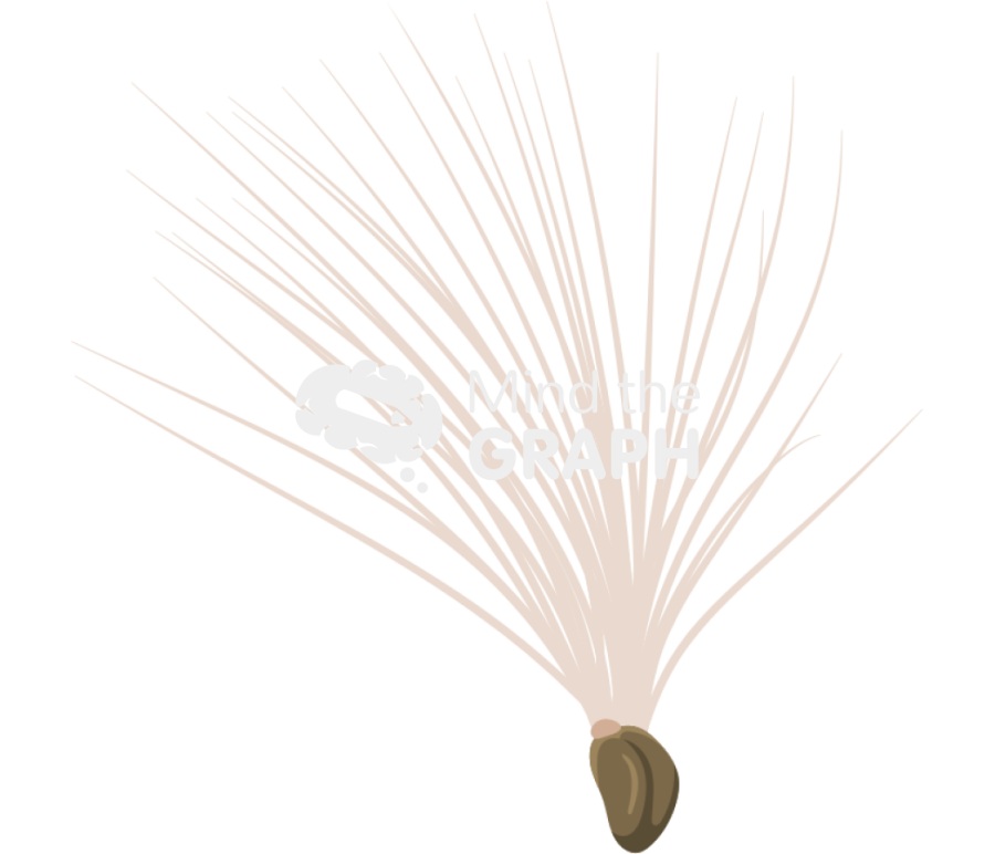 Taraxacum officinale dandelion fruit Icons, Symbols, Pictures, and Images