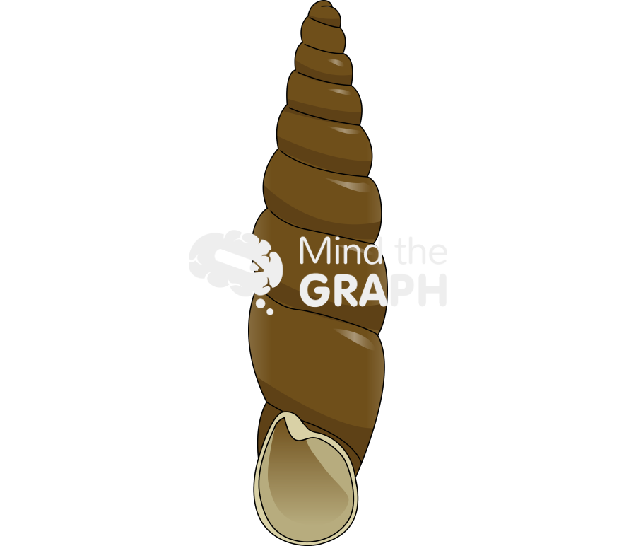 Tauphaedusa tau shell front Icons, Symbols, Pictures, and Images