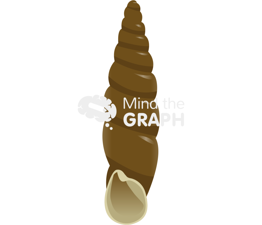 Tauphaedusa tau shell front Icons, Symbols, Pictures, and Images