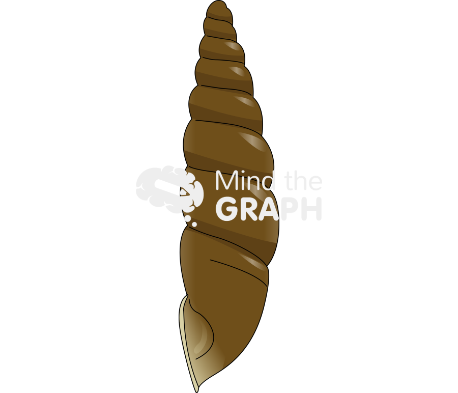 Tauphaedusa tau shell lateral Icons, Symbols, Pictures, and Images