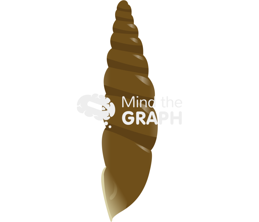 Tauphaedusa tau shell lateral Icons, Symbols, Pictures, and Images