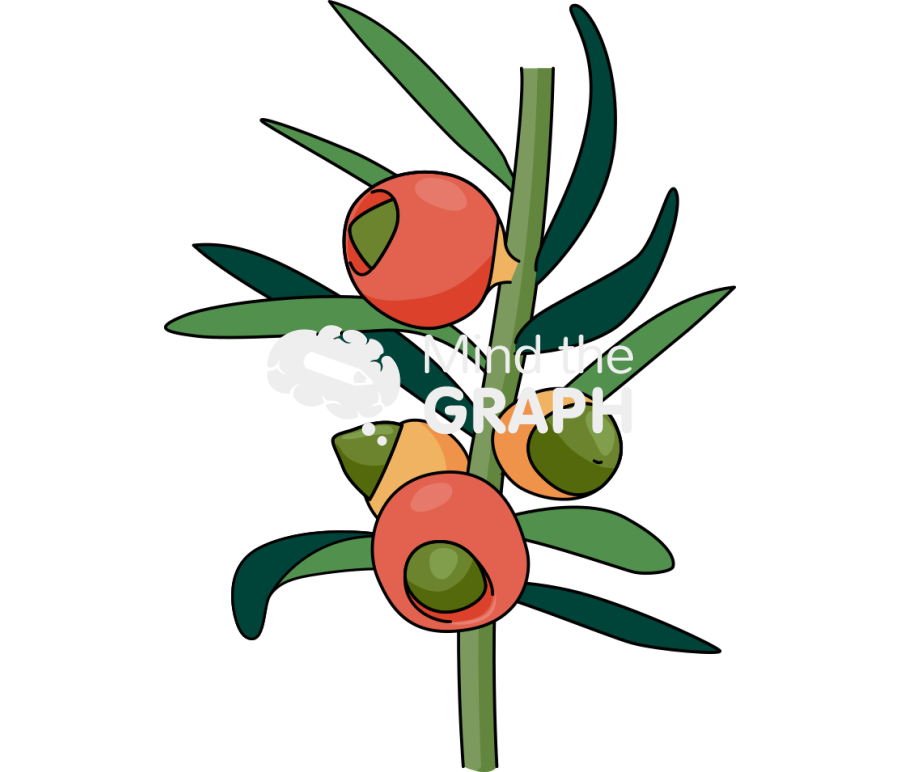 Taxus baccata stem leaf cones Icons, Symbols, Pictures, and Images