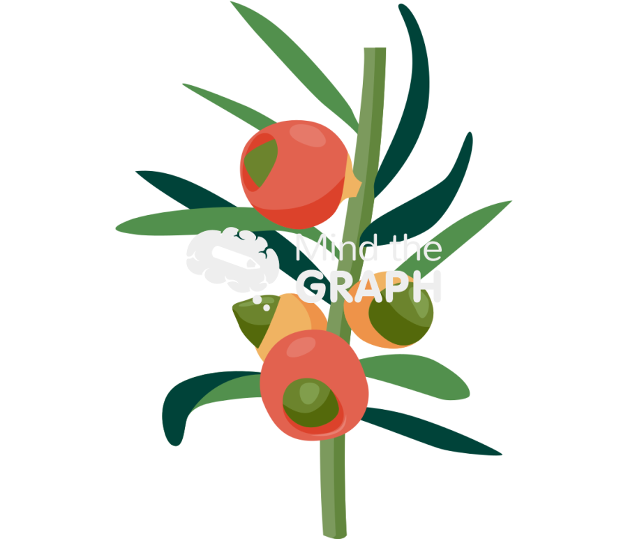 Taxus baccata stem leaf cones Icons, Symbols, Pictures, and Images