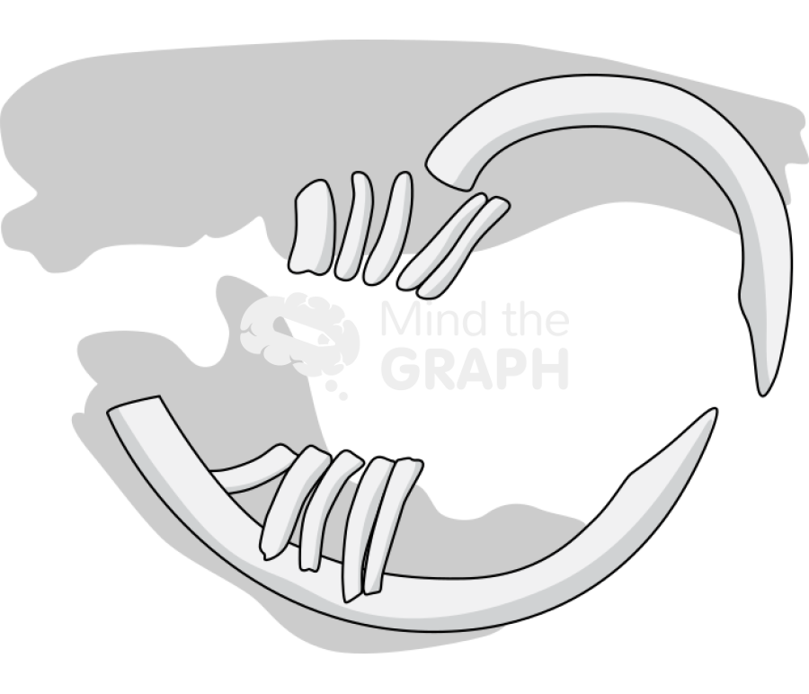 Teeth rodent geomys shape Icons, Symbols, Pictures, and Images