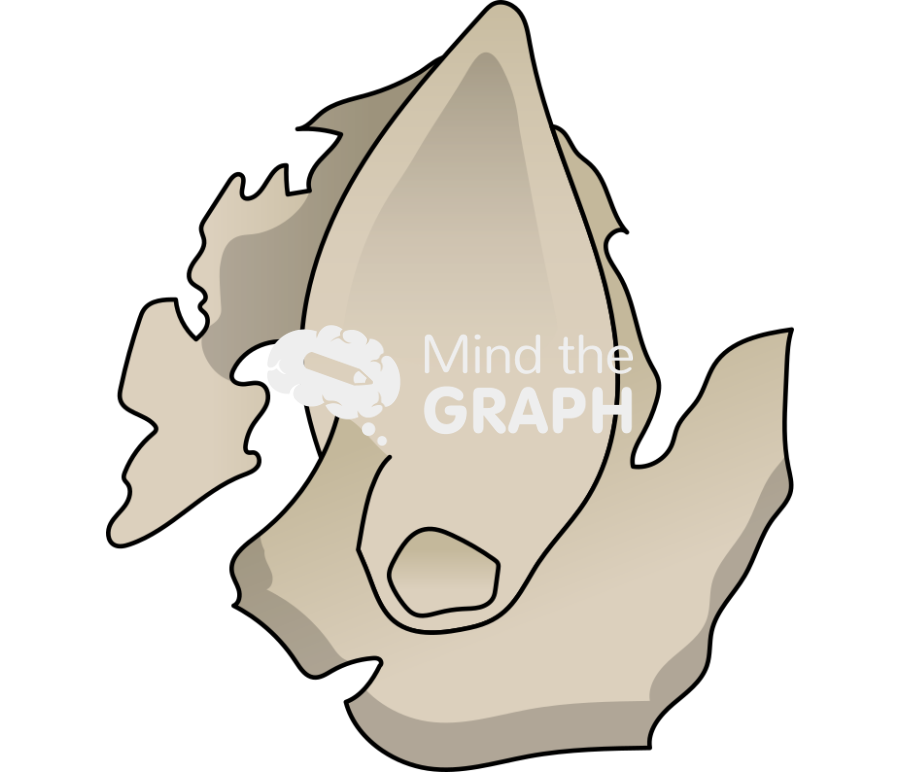 Teosinte inter glume Icons, Symbols, Pictures, and Images