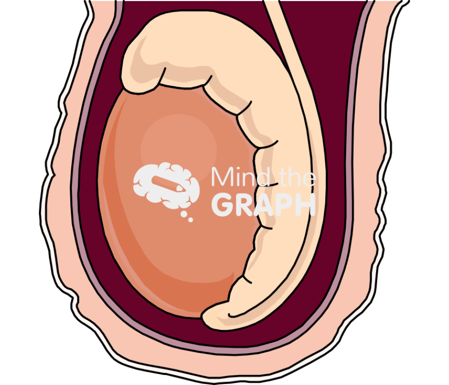 Testicle Icons, Symbols, Pictures, and Images