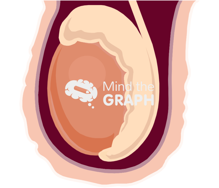 Testicle Icons, Symbols, Pictures, and Images