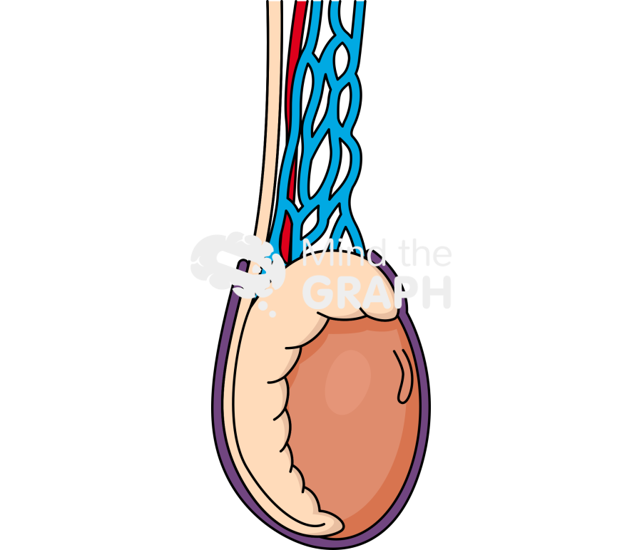 Testicle 3 Icons, Symbols, Pictures, and Images