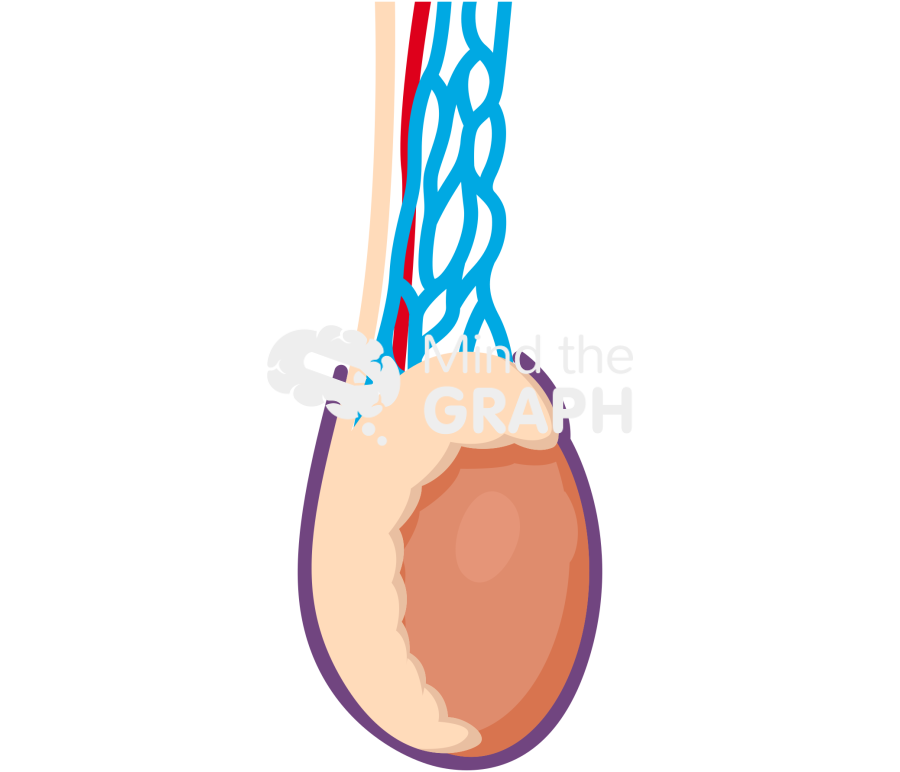 Testicle 3 Icons, Symbols, Pictures, and Images