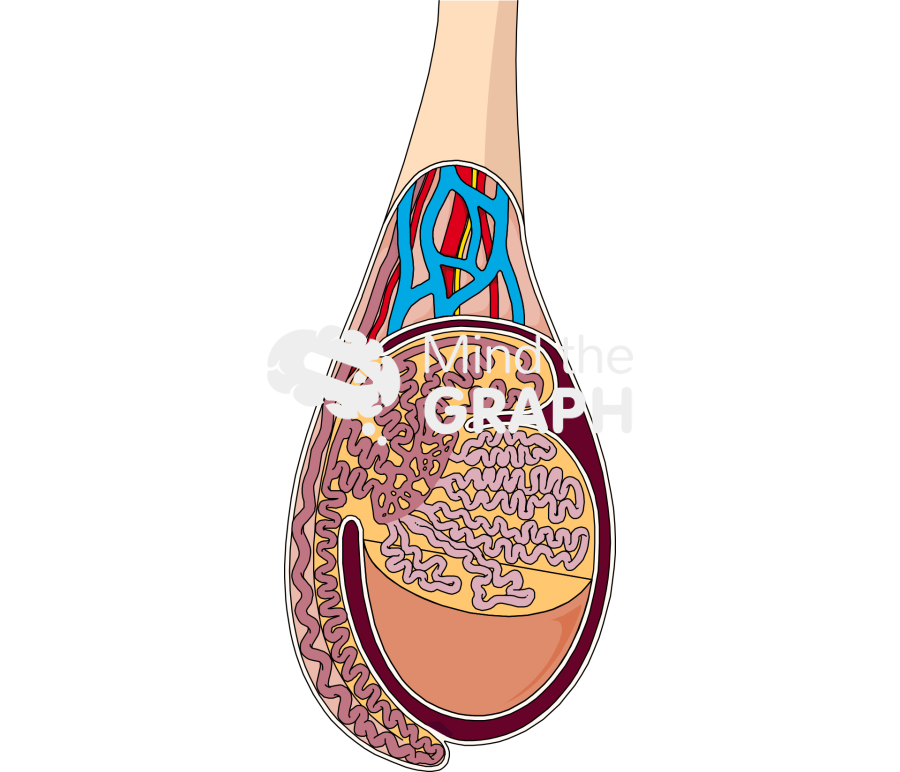 Testicle cut Icons, Symbols, Pictures, and Images