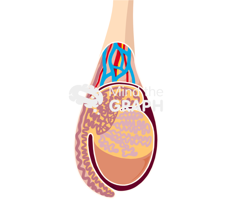 Testicle cut Icons, Symbols, Pictures, and Images