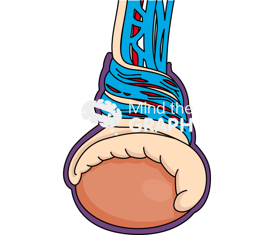 Testicular torsion Icons, Symbols, Pictures, and Images