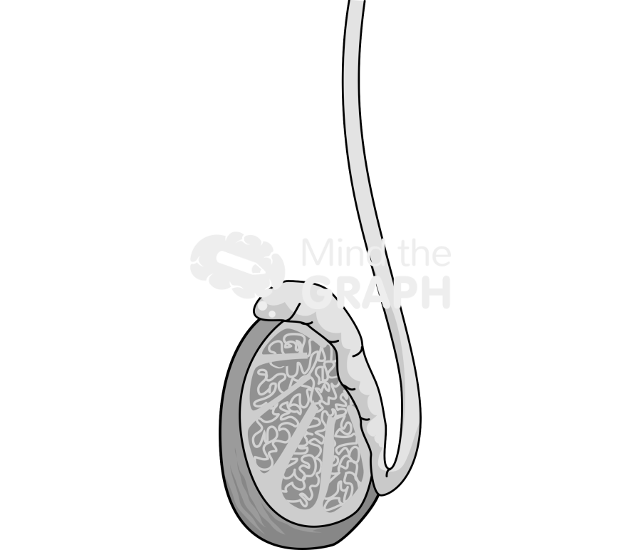 Testiculous Icons, Symbols, Pictures, and Images