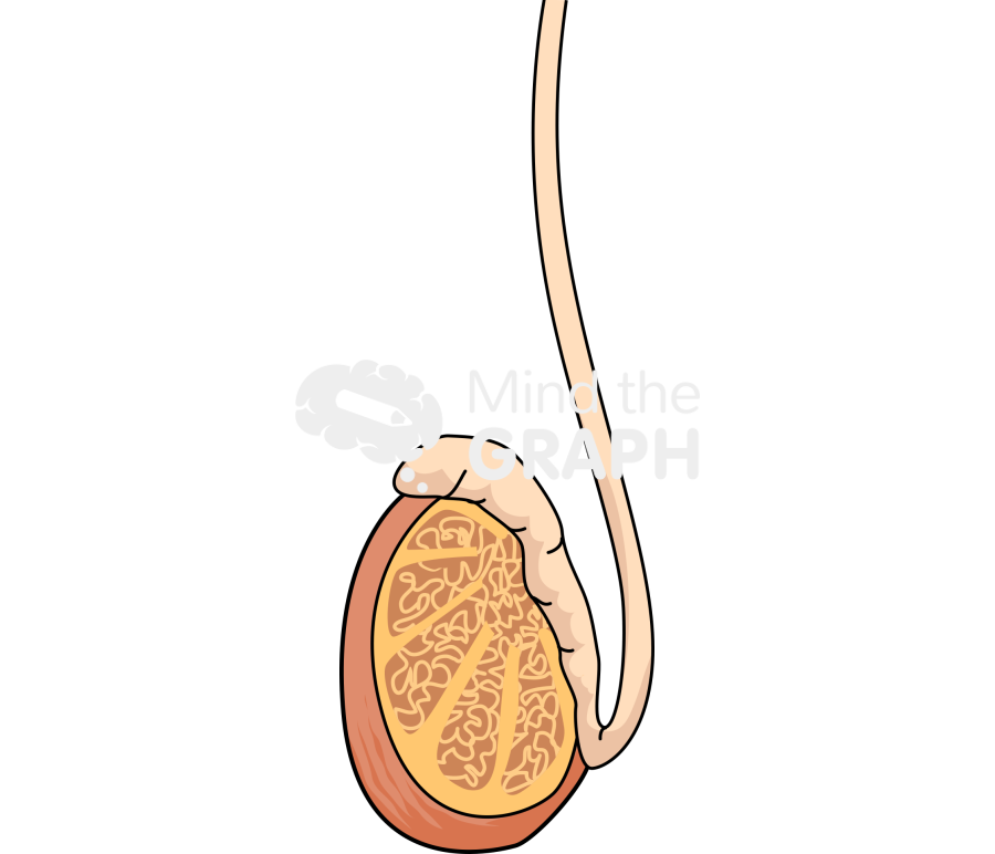 Testiculous Icons, Symbols, Pictures, and Images