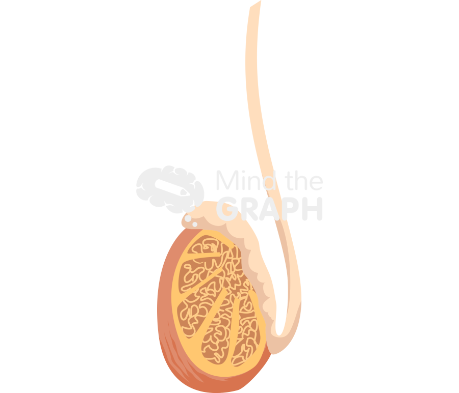 Testiculous Icons, Symbols, Pictures, and Images