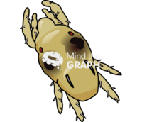 Tetranychus urticae chrystalis stage top - Edit and Customize Icons of Tetranychus urticae chrystalis stage top Tetranychus urticae chrystalis stage top Icons, Symbols, Pictures, and Images