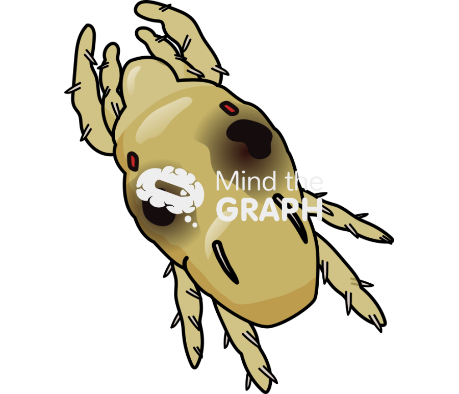 Tetranychus urticae chrystalis stage top Icons, Symbols, Pictures, and Images