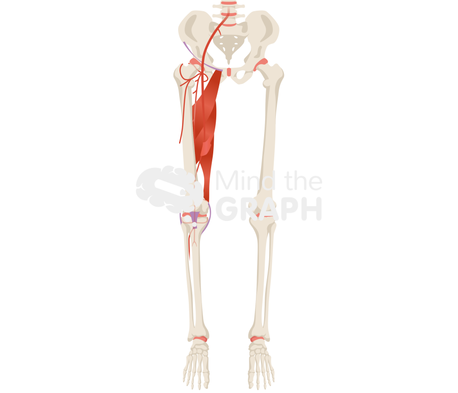 Thigh vessel anatomy bone full Icons, Symbols, Pictures, and Images