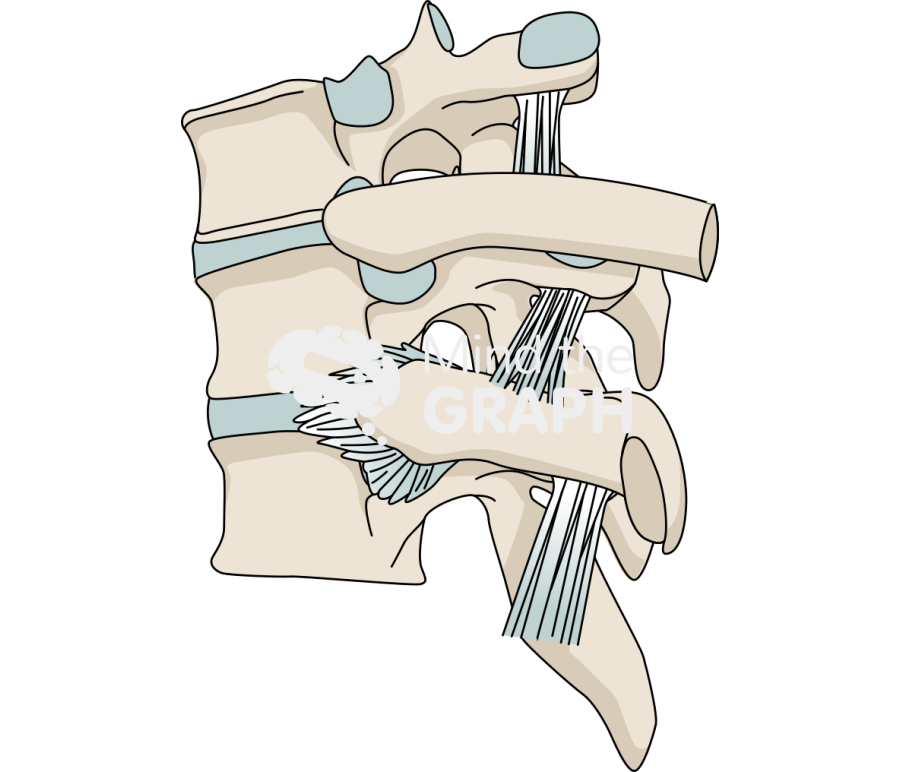 Thoracic paravertebral space Icons, Symbols, Pictures, and Images