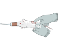 Thoracolumbar fascia manipulation mouse 1 - Edit and Customize Icons of Thoracolumbar fascia manipulation mouse 1 Thoracolumbar fascia manipulation mouse 1 Icons, Symbols, Pictures, and Images