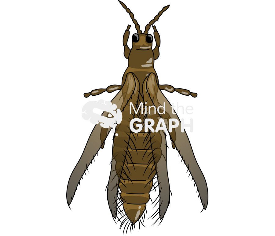 Thrips fuscipennis top Icons, Symbols, Pictures, and Images