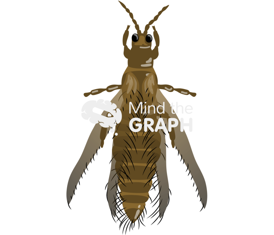 Thrips fuscipennis top Icons, Symbols, Pictures, and Images