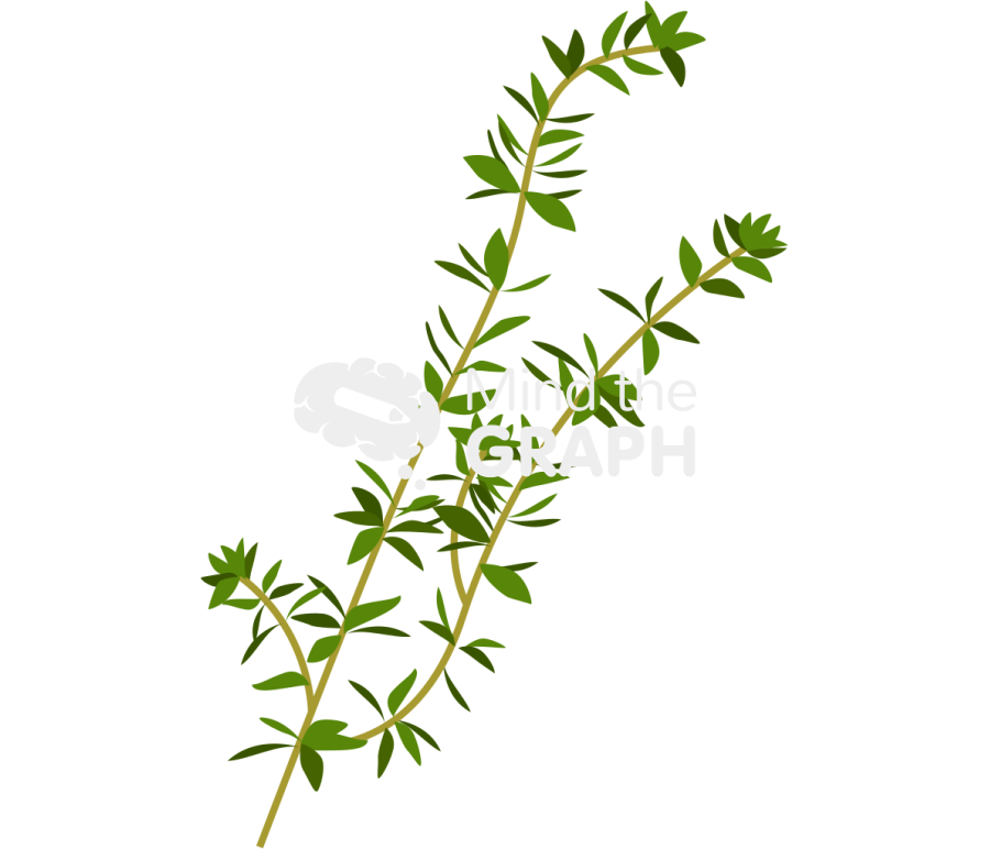 Thyme Icons, Symbols, Pictures, and Images