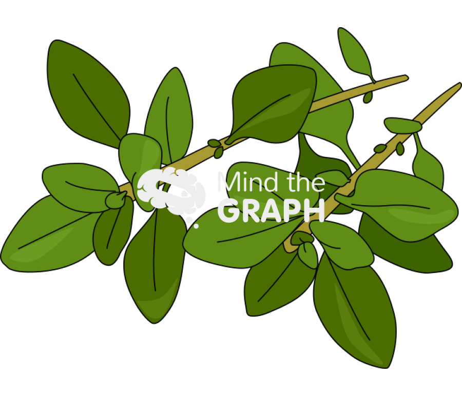 Thyme 2 Icons, Symbols, Pictures, and Images