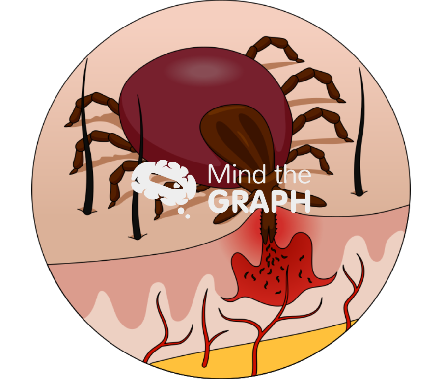 Tick skin blood parasite cut zoom Icons, Symbols, Pictures, and Images