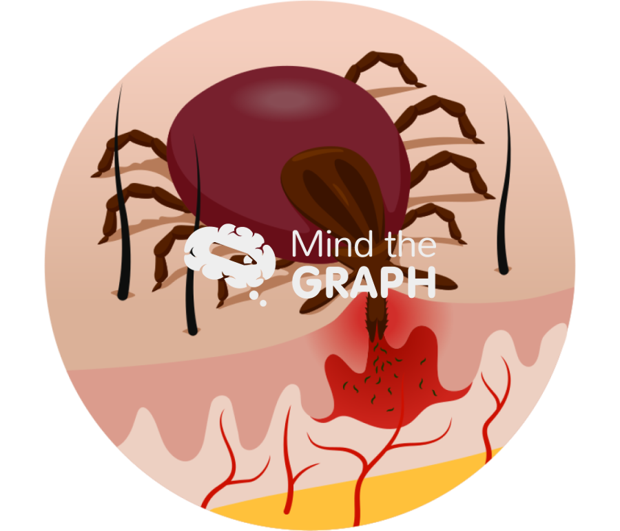Tick skin blood parasite cut zoom Icons, Symbols, Pictures, and Images