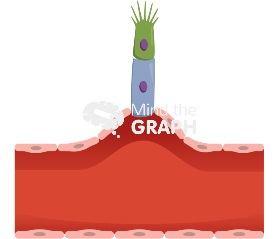 Tip stalk cell angiogenesis 1 sagittal cut Icons, Symbols, Pictures, and Images