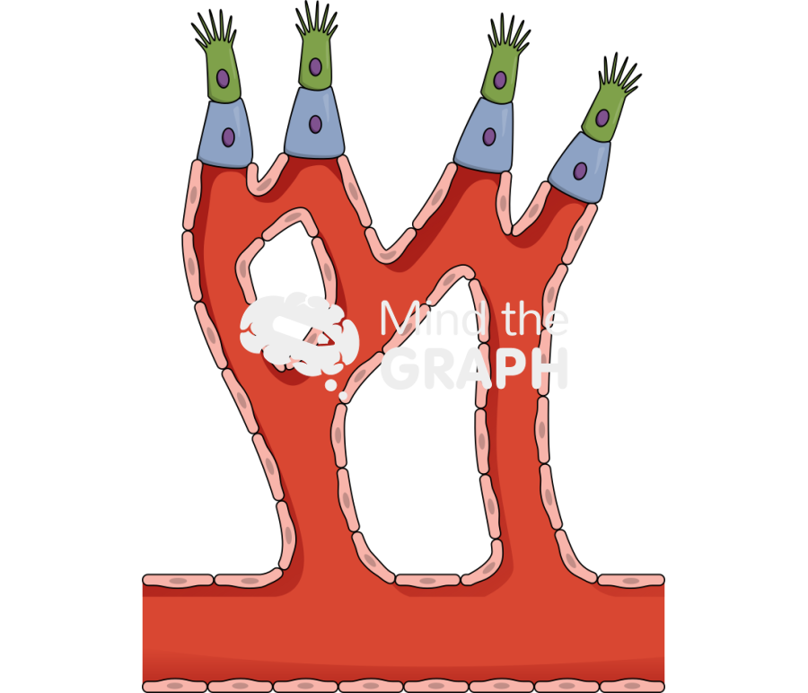 Tip stalk cell angiogenesis 2 sagittal cut Icons, Symbols, Pictures, and Images