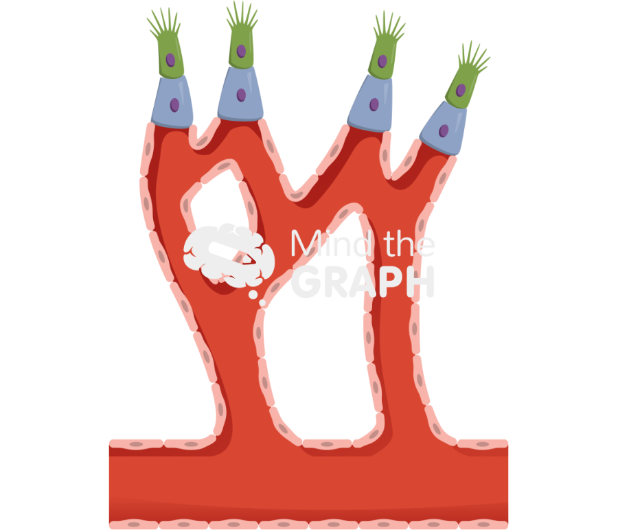 Tip stalk cell angiogenesis 2 sagittal cut Icons, Symbols, Pictures, and Images