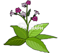 Tobacco flower leaves Icons, Symbols, Pictures, and Images