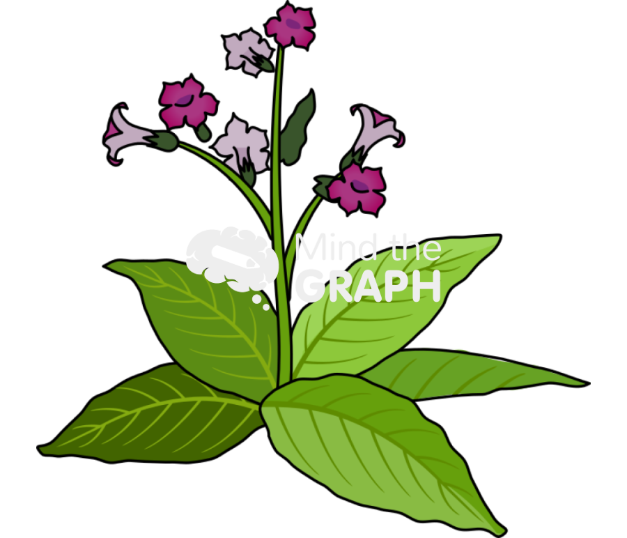 Tobacco flower leaves Icons, Symbols, Pictures, and Images