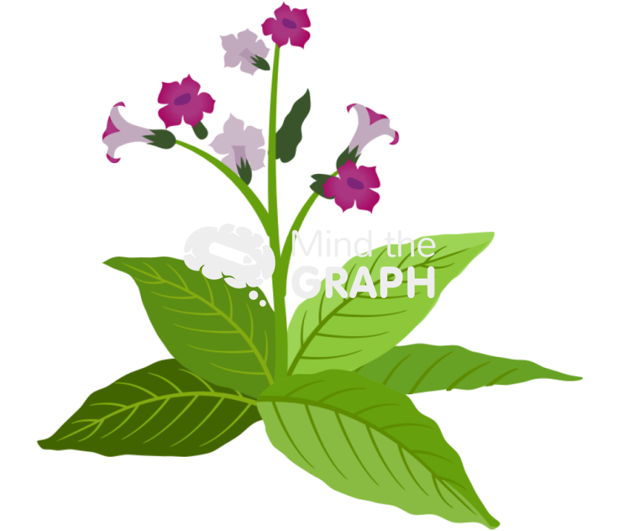 Tobacco flower leaves Icons, Symbols, Pictures, and Images