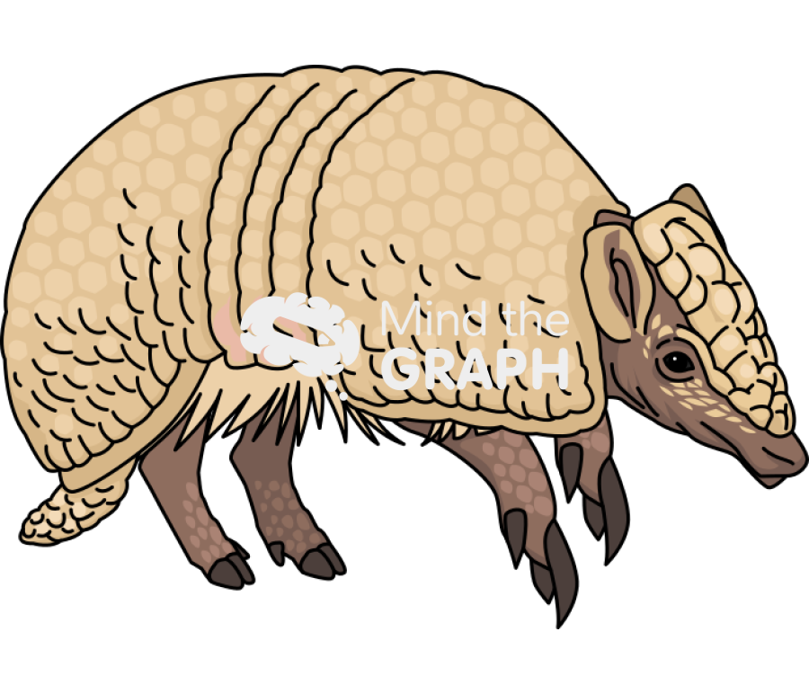 Tolypeutes matacus three banded armadillo lateral Icons, Symbols, Pictures, and Images
