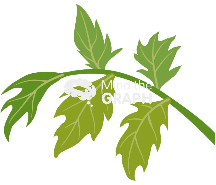 Tomato leaf Icons, Symbols, Pictures, and Images