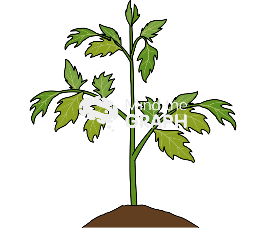 Tomato plant grow 1 Icons, Symbols, Pictures, and Images