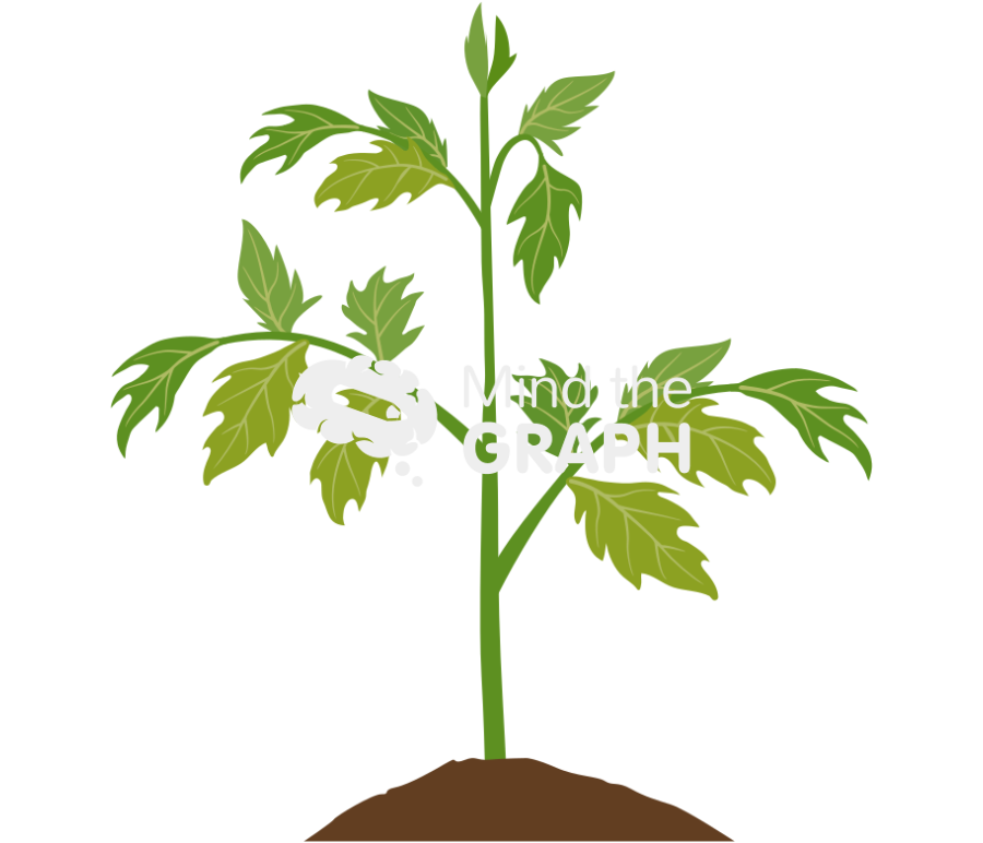 Tomato plant grow 1 Icons, Symbols, Pictures, and Images