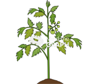 Tomato plant grow 3 Icons, Symbols, Pictures, and Images