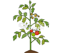 Tomato plant grow 4 Icons, Symbols, Pictures, and Images