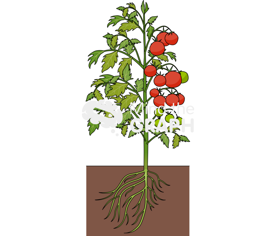 Tomato plant reproductive versus vegetative dominance Icons, Symbols, Pictures, and Images